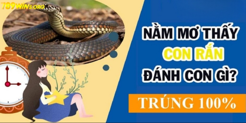 Các cặp số nên đánh khi mơ thấy rắn