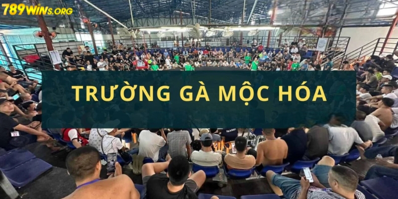 Trường gà Mộc Hóa