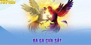 Đá gà cựa sắt